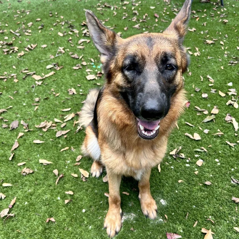 An adult medium-sized female German Shepherd Dog dog named Callie for adoption in Magnolia, TX