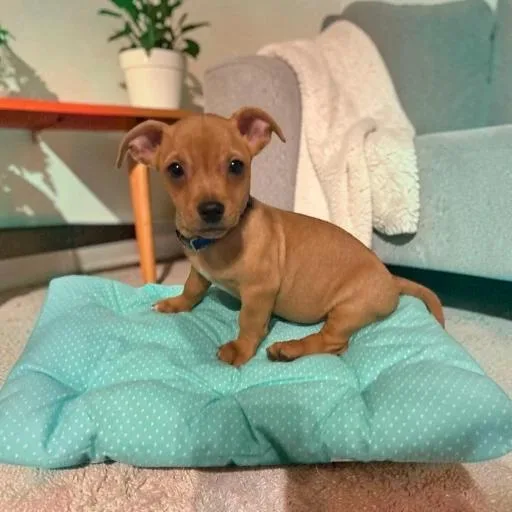 A baby small-sized male Yellow / Tan / Blond / Fawn Chihuahua dog named Jupiter for adoption in Fort Worth, TX