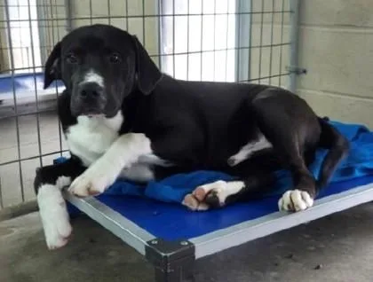 An adult large-sized male Mixed Breed dog named Rhino for adoption in Madison, NJ