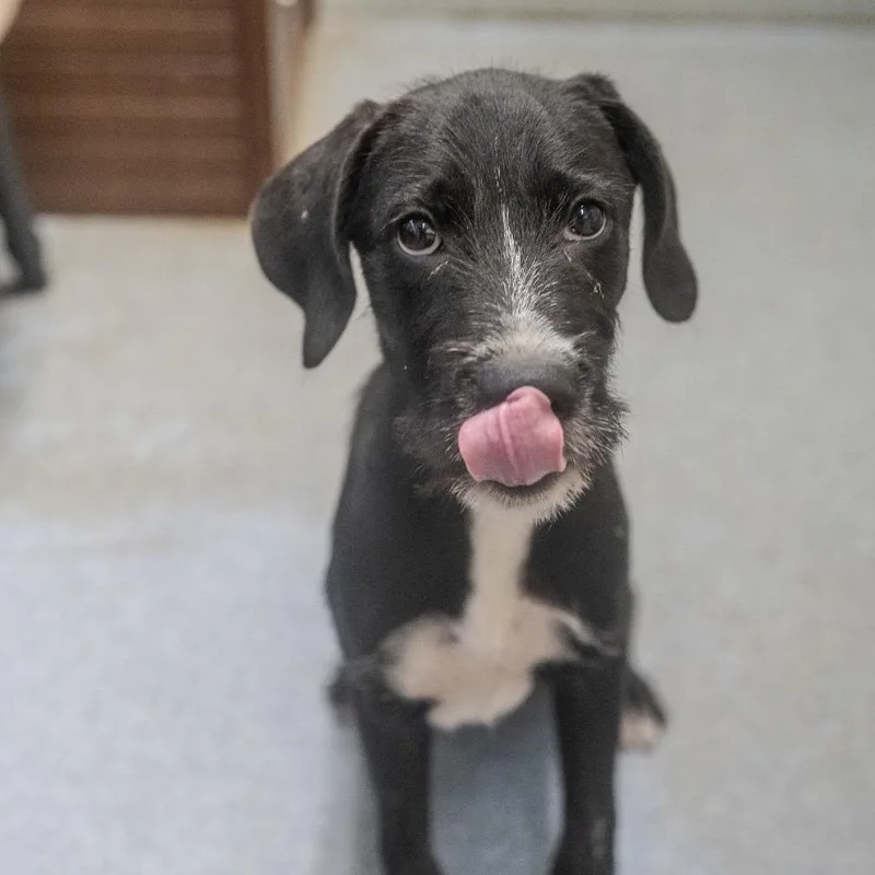 A baby medium-sized male Black Labrador Retriever dog named Brody for adoption in Pawling, NY