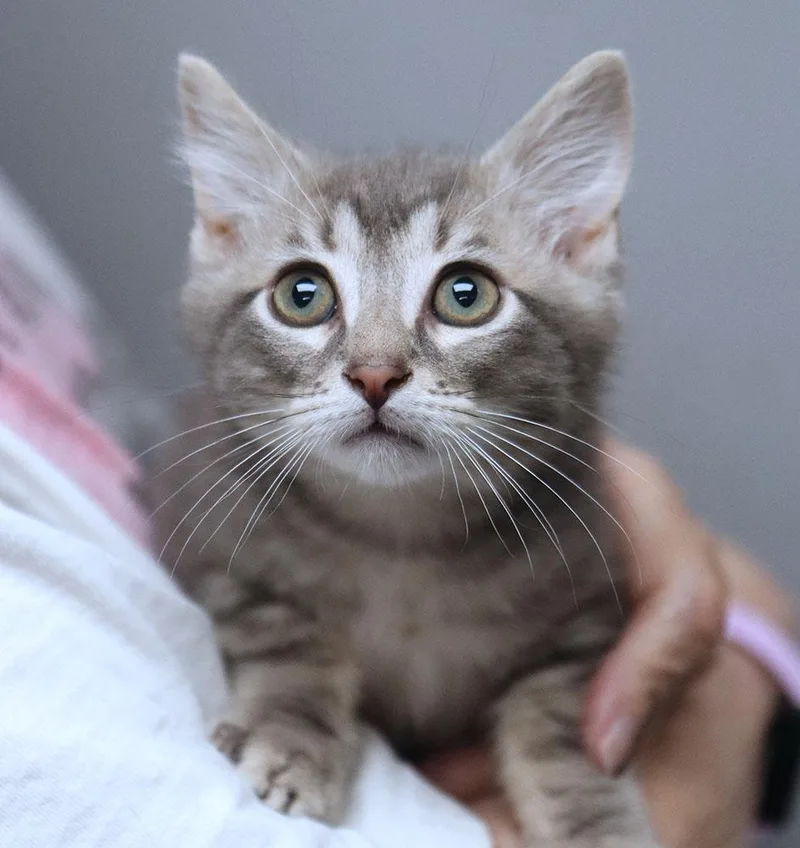 A baby medium-sized male Tabby (Gray / Blue / Silver) Domestic Short Hair cat named Jim for adoption in Kansas City, KS
