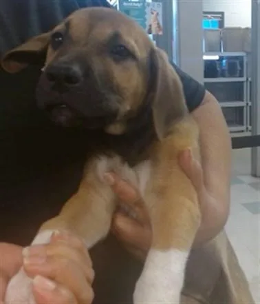 A baby small-sized female German Shepherd Dog dog named A for adoption in Oklahoma City, OK