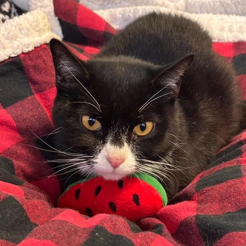 Mama Yarrow thumbnail 2