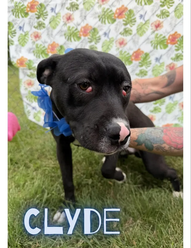 Clyde
