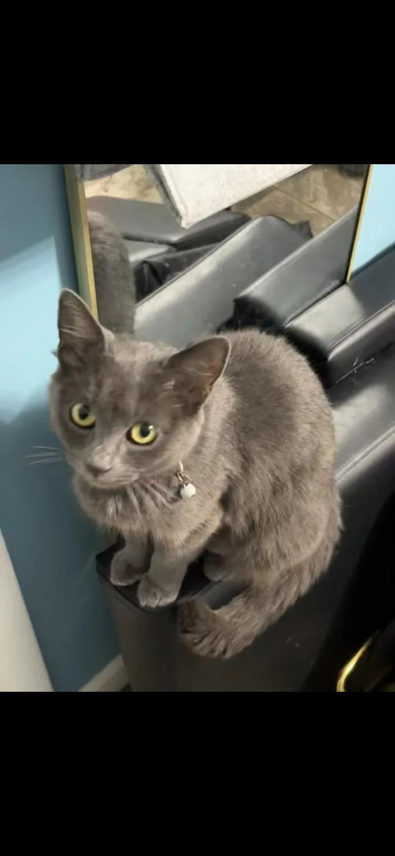 A young small-sized female Gray / Blue / Silver Domestic Short Hair cat named Bear for adoption in Waveland, IN