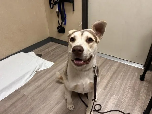 A young large-sized male Siberian Husky dog named Gravy for adoption in Oceanside, CA