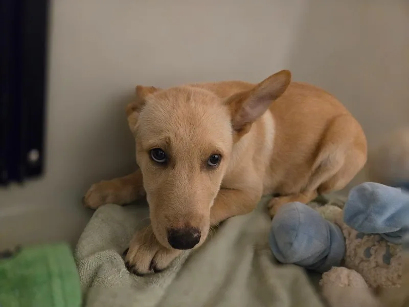 A baby medium-sized male Mixed Breed dog named Brother Boy for adoption in Douglasville, GA