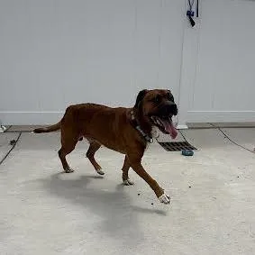 An adult large-sized male Brown / Chocolate Pit Bull Terrier dog named Brownie for adoption in Harrisonburg, VA