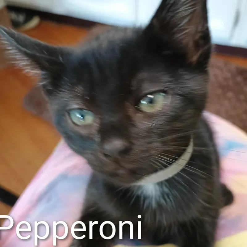 A baby small-sized female Domestic Short Hair cat named Pepperoni for adoption in Wappingers Falls, NY