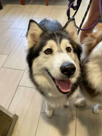 An adult medium-sized female Siberian Husky dog named Misty for adoption in Daytona Beach, FL