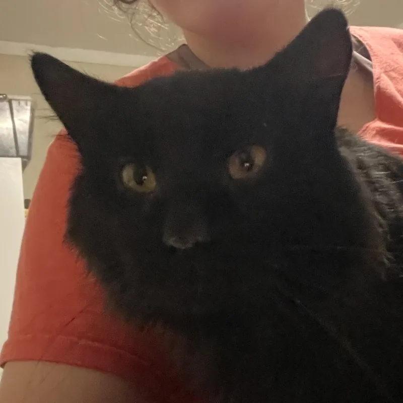 An adult medium-sized male Black Domestic Medium Hair cat named Zurry for adoption in Kent, OH