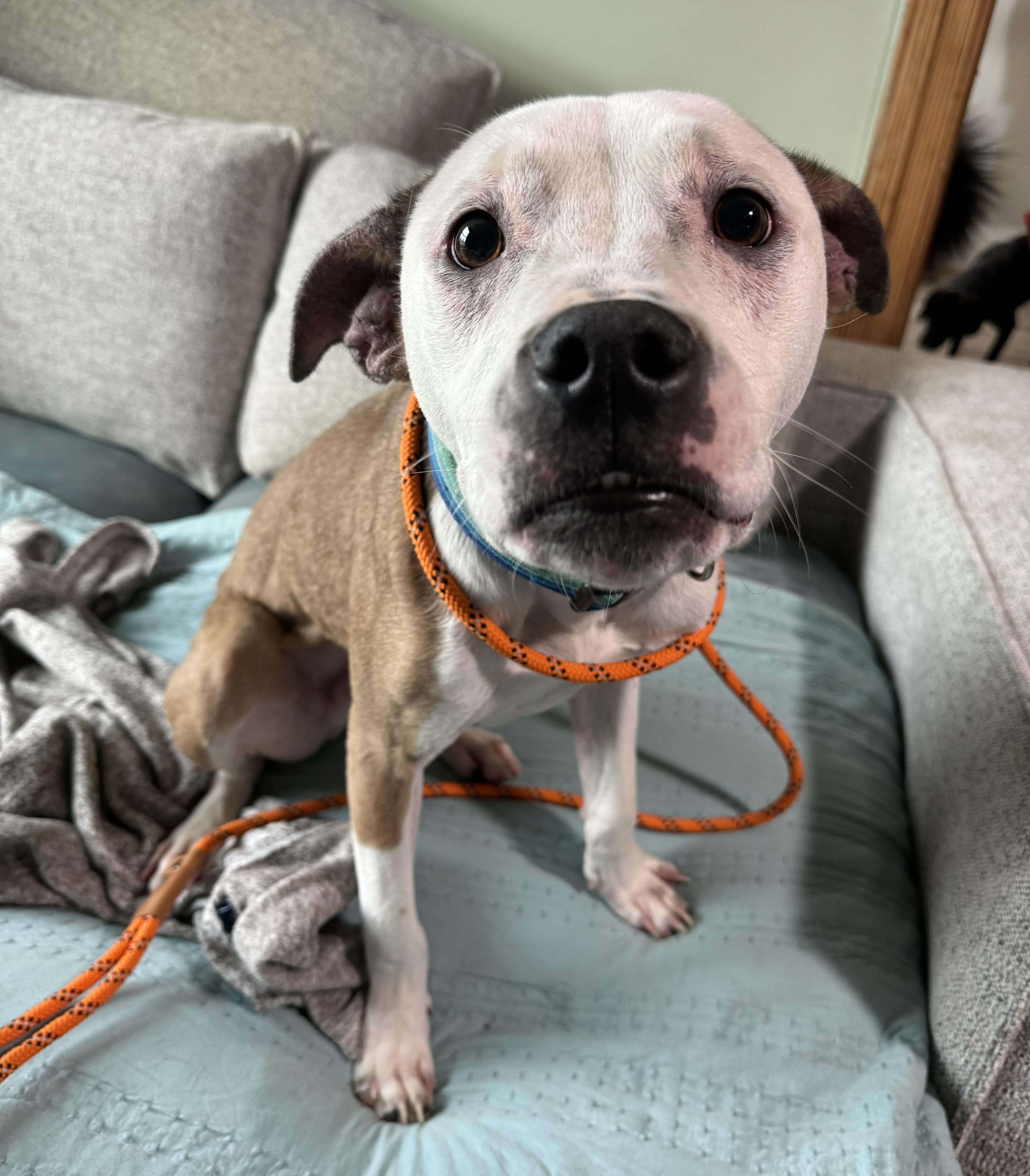 A young medium-sized male Pit Bull Terrier dog named Raleigh for adoption in China Township, MI