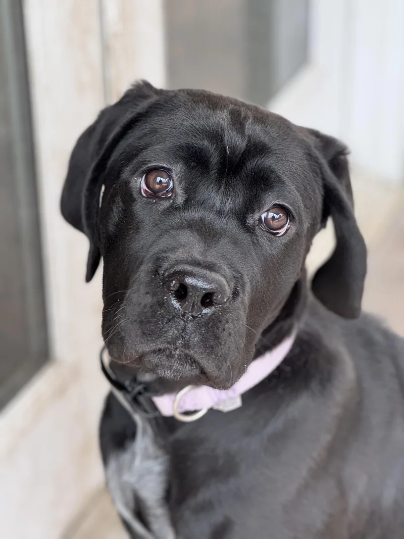 A young extra large-sized female Cane Corso dog named Birdie for adoption in salt lake city, UT