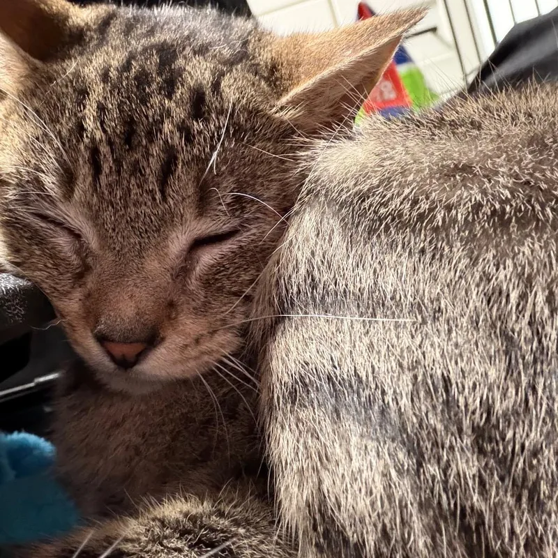 An adult small-sized female Brown / Chocolate Domestic Short Hair cat named Angel for adoption in Milton, FL