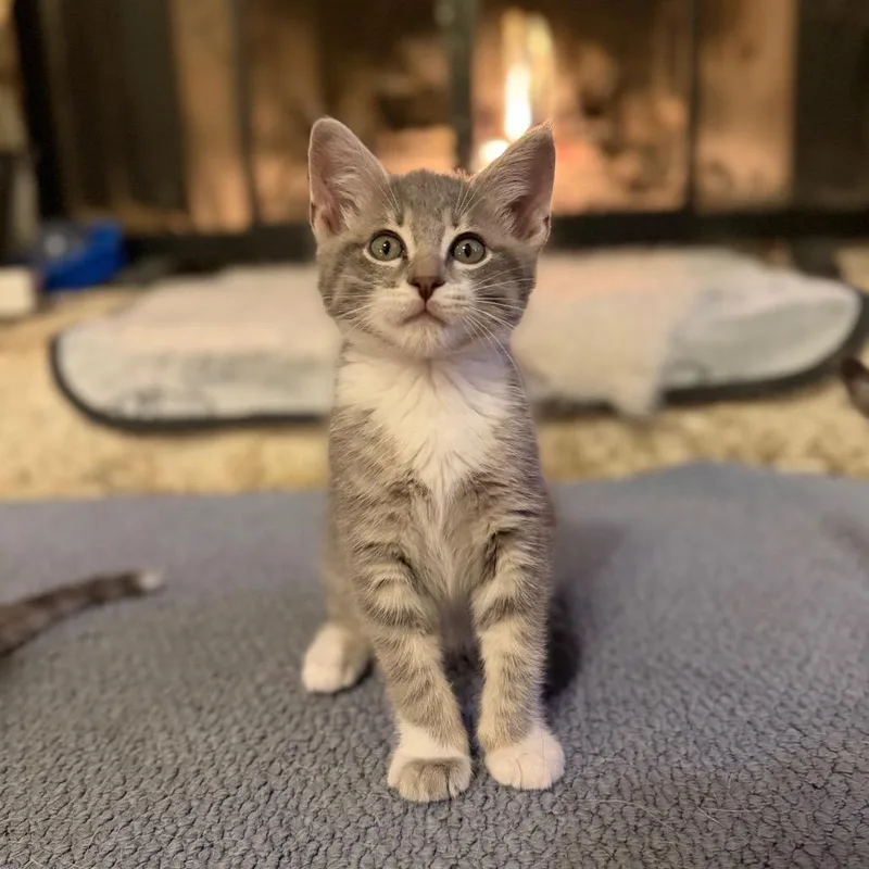 A baby small-sized male Gray / Blue / Silver Domestic Short Hair cat named Camden for adoption in Austin, TX