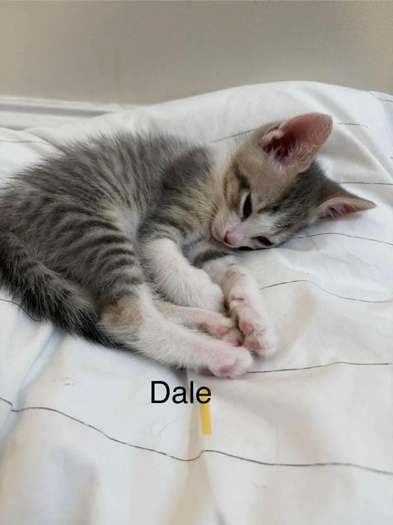 A baby large-sized male Domestic Short Hair cat named Dale for adoption in Oakboro , NC
