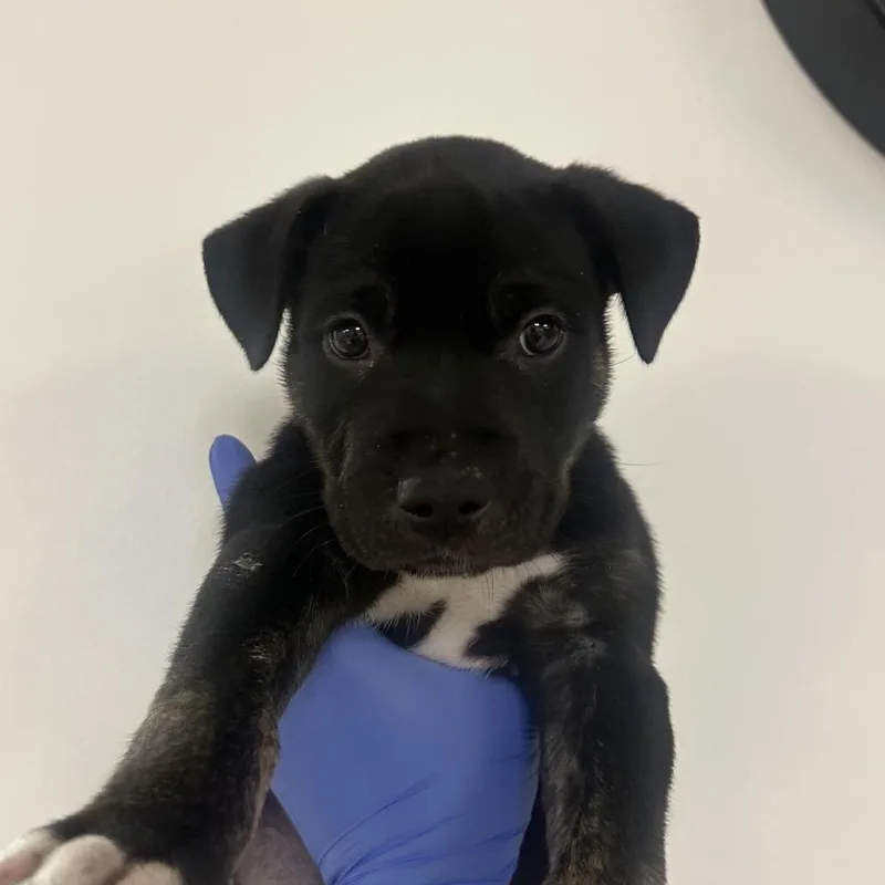 A baby small-sized male Black Pit Bull Terrier dog named Kai for adoption in Mission Hills, CA