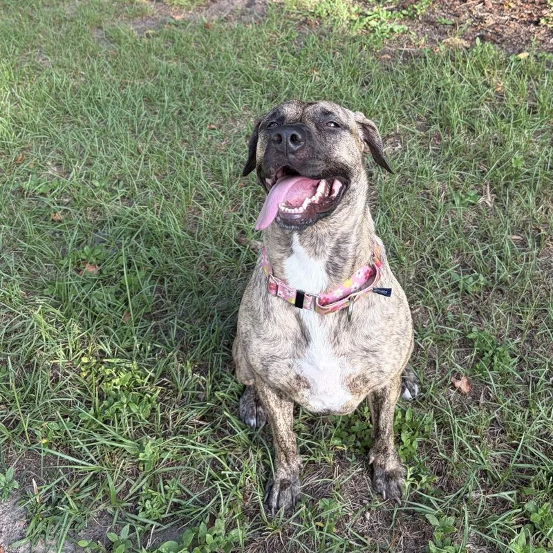 An adult large-sized female Brindle Plott Hound dog named Sweet Honey for adoption in Fairfax, VA