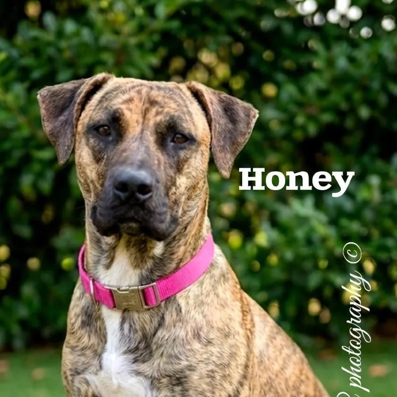 Sweet Honey thumbnail 6
