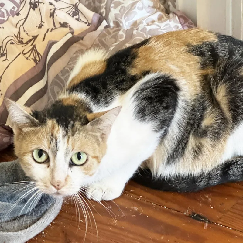 Mama Penny thumbnail 2