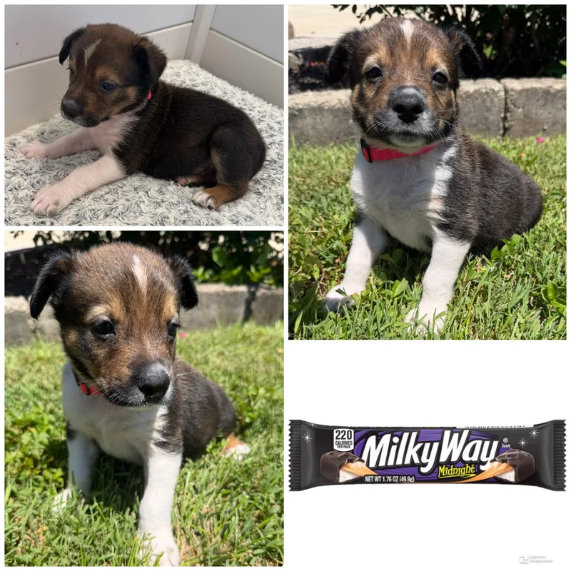 A baby medium-sized female Tricolor (Brown, Black, & White) Mixed Breed dog named Milky Way for adoption in Spring hill, TN