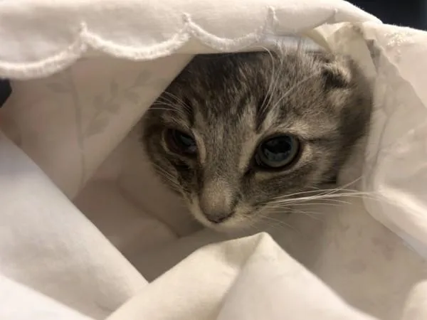 A baby small-sized male Domestic Short Hair cat named Manhattan for adoption in Oceanside, CA