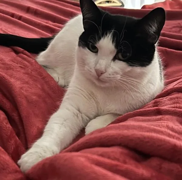 An adult medium-sized female Domestic Short Hair cat named Ava Marie for adoption in Ridgewood, NY