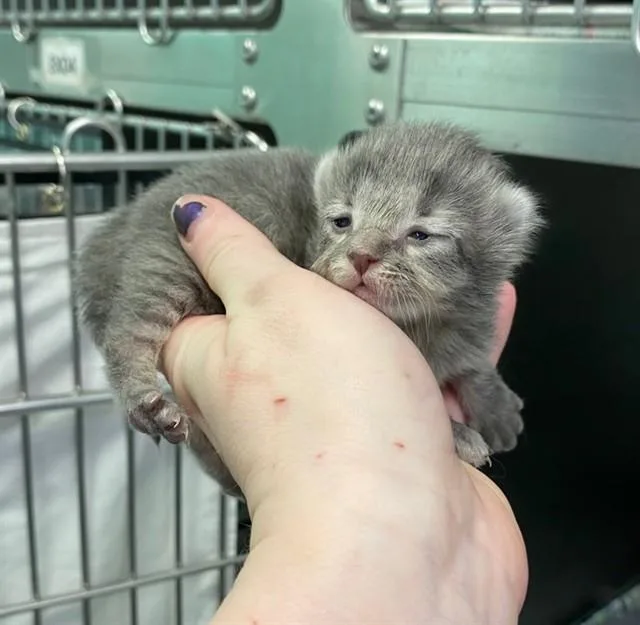 A baby small-sized male Domestic Short Hair cat named Colm for adoption in Albuquerque, NM