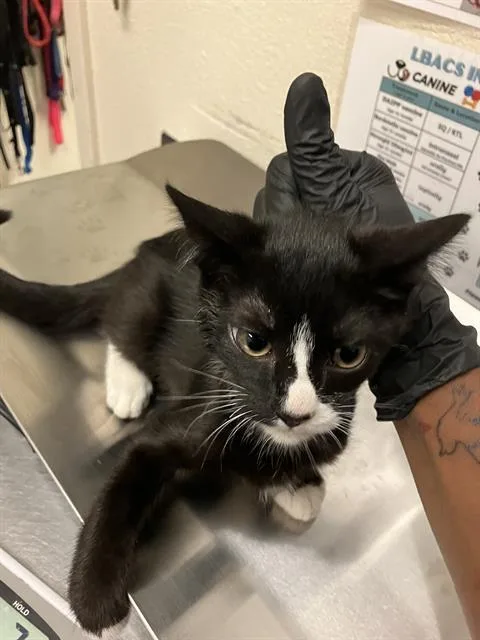 A baby small-sized female Domestic Short Hair cat named Lea for adoption in Long Beach, CA