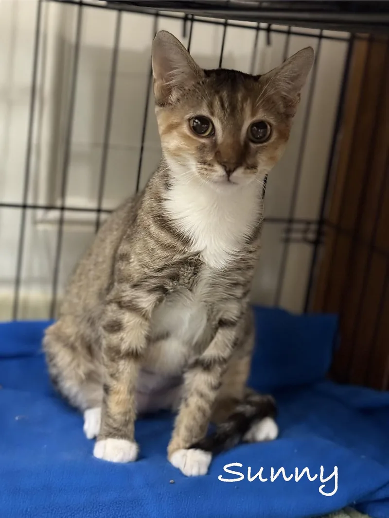 A baby medium-sized female Calico Domestic Short Hair cat named Sunny for adoption in Pawleys Island, SC