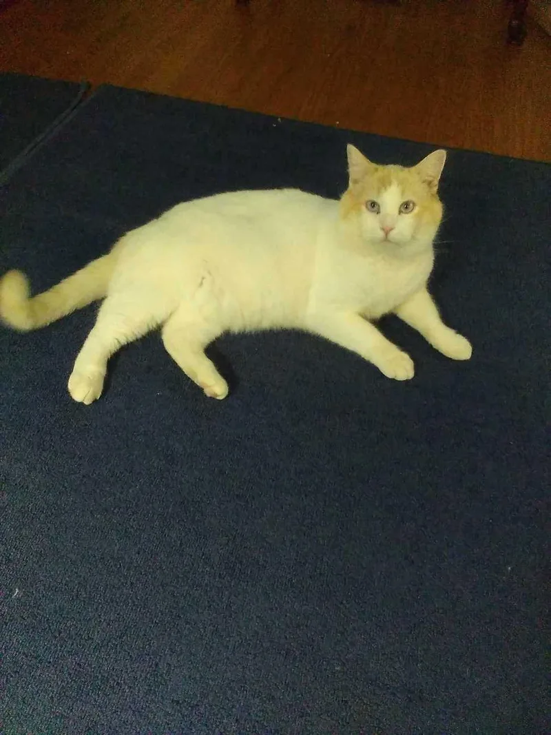 Marshmallow thumbnail 2