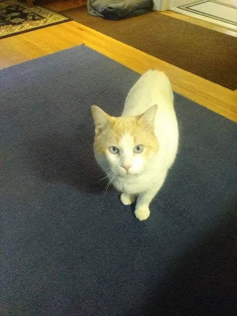 Marshmallow thumbnail 3