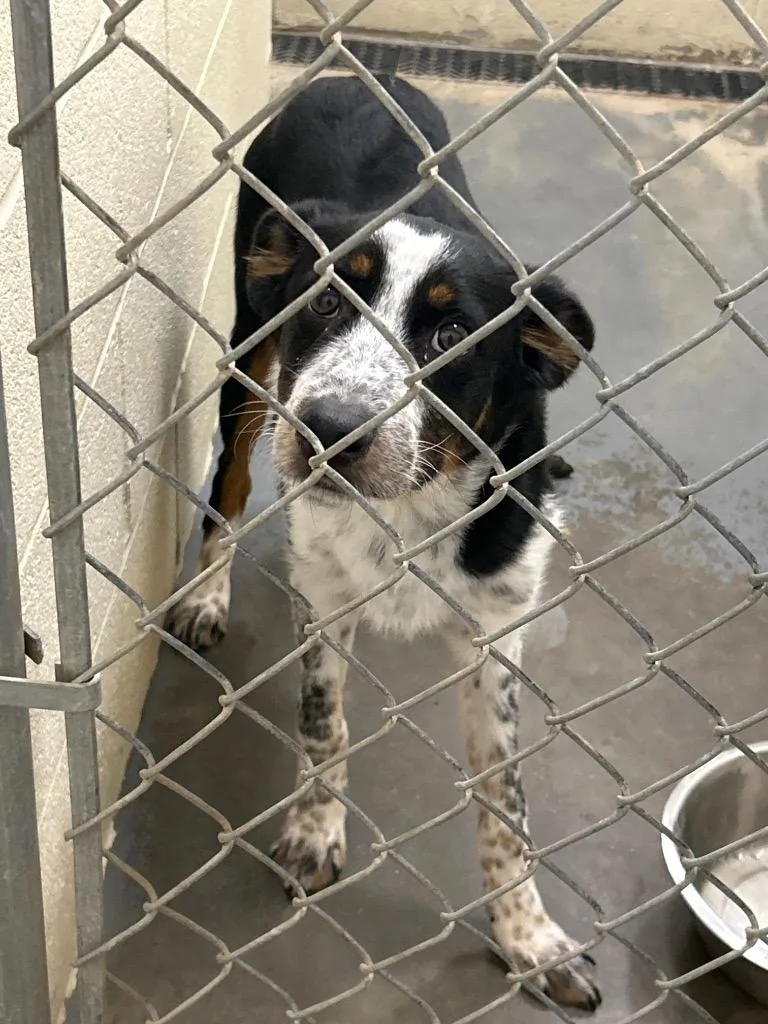 A young medium-sized male Australian Shepherd dog named 2026-06-011 for adoption in Winder, GA