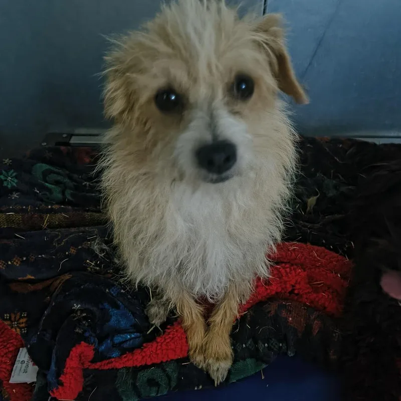 Scrappy