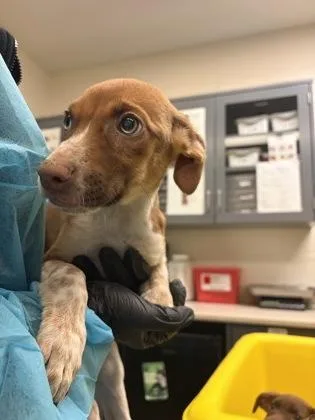 A baby large-sized female Mixed Breed dog named Princess Leia for adoption in Wichita, KS