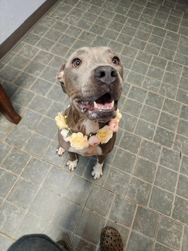 An adult medium-sized female Gray / Blue / Silver Pit Bull Terrier dog named Gypsy Rae 💜 ⭐️aka for adoption in Silsbee, TX