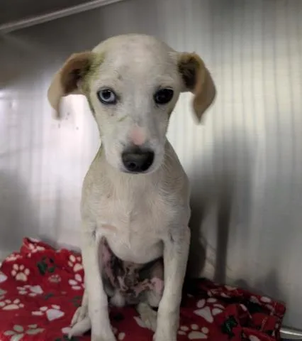 A young small-sized male Chihuahua dog named Toro for adoption in Bakersfield, CA