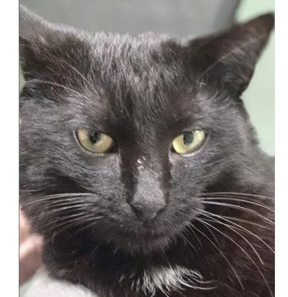 An adult medium-sized male Domestic Short Hair cat named Steve Meola for adoption in Hudson, MA