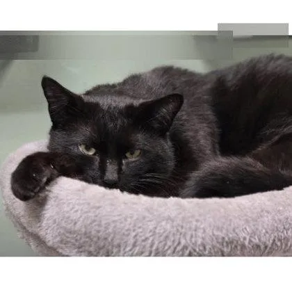 Steve Meola thumbnail 2