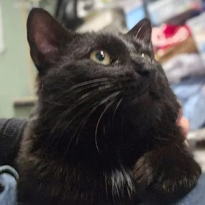 Steve Meola thumbnail 3