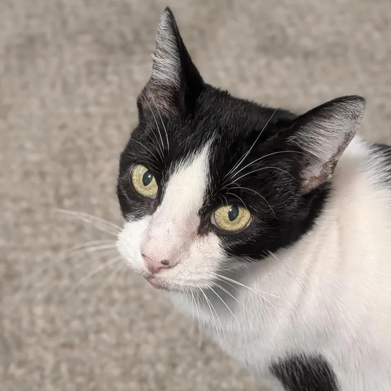 A senior small-sized female Black Domestic Short Hair cat named JoJo for adoption in Abingdon, MD