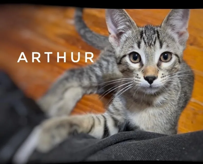 A baby small-sized male Domestic Short Hair cat named Arthur for adoption in Deltona, FL
