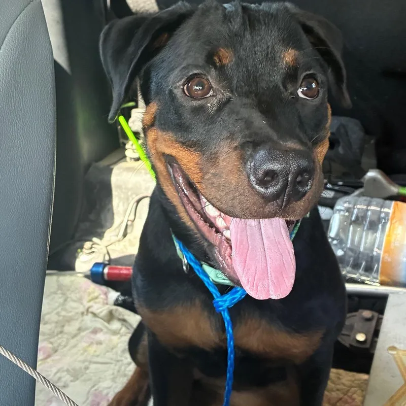 A young medium-sized female Rottweiler dog named Francine for adoption in Montgomery, AL