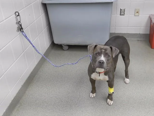 A young large-sized male American Bulldog dog named Anderson for adoption in Omaha, NE