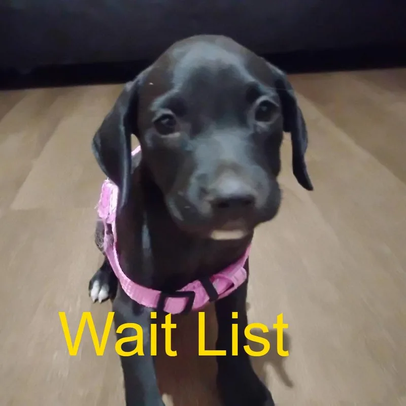 A baby medium-sized female Black Labrador Retriever dog named Chyna for adoption in Livingston, TX