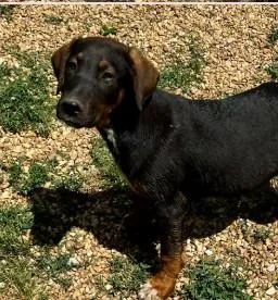 A baby medium-sized male Mixed Breed dog named Ridge for adoption in West Chester, PA