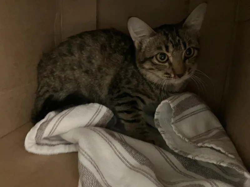 A baby small-sized female Domestic Short Hair cat named Posh for adoption in Mustang, OK