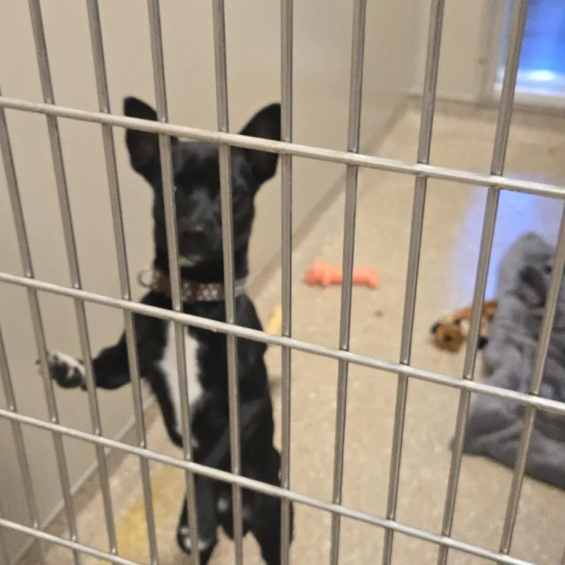An adult small-sized male Mixed Breed dog named Tux for adoption in Sonoma, CA