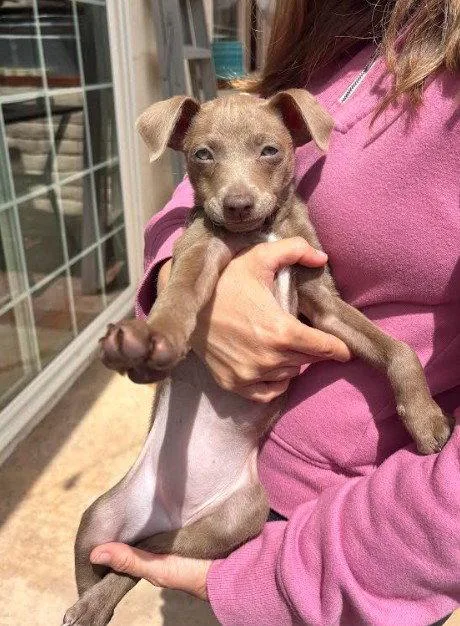 A baby small-sized female Chihuahua dog named Lisette for adoption in San Diego, CA