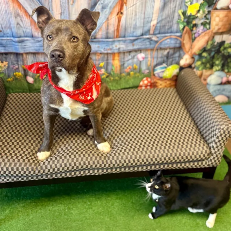 Carnitine thumbnail 2